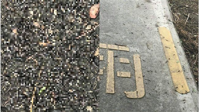 上萬隻「馬陸」鑽出！民眾恐慌怕地震