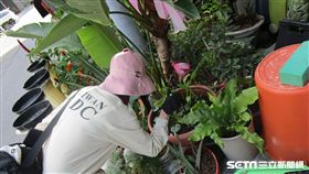 疾管署防疫人員於高雄市三民區鼎金里查核社區病媒蚊孳生源（圖／疾病管制署提供）