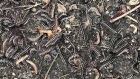 彰化和美馬陸大量出現彰化縣和美鎮和東國小第二校區預定地3日上午有民眾發現大批馬陸突然冒出來，有生物科老師指出，馬陸跟蚯蚓一樣會突然冒出來，可能是因為快下大雨了。（翻攝照片）中央社記者吳哲豪傳真　108年6月3日