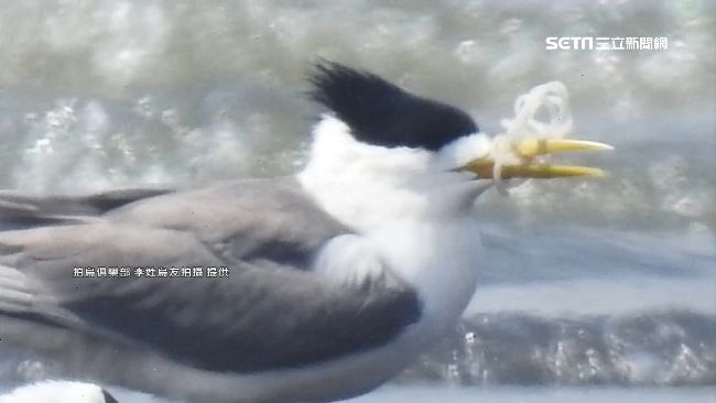 塑膠卡喙阻進食　鳳頭燕鷗掙扎逼哭人