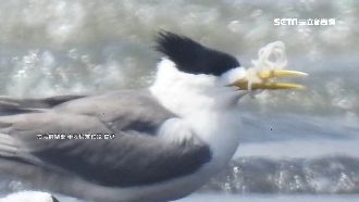 塑膠卡喙阻進食　鳳頭燕鷗掙扎逼哭人
