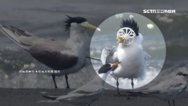 燕鷗塑膠卡喙難進食　鳥友嘆生態浩劫