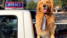 黃金獵犬,狗,鎮長,繼任,美國,南加州,鎮務,兄弟　圖／翻攝自Mayor Max臉書