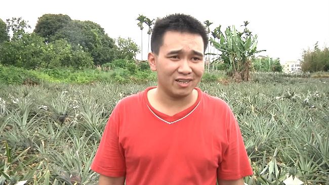 「黨工」果農稱鳳梨價格差　阿公打臉
