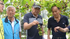 連續降雨釀水傷　卓蘭葡萄災損300公頃（2）由於鋒面接連來襲，苗栗卓蘭葡萄結果受影響，水傷嚴重，農民欲哭無淚。國民黨籍立委徐志榮（右2）3日邀集相關單位會勘，初估受損面積約300公頃，卓蘭鎮農會總幹事徐文欽（右）也感嘆不已。中央社記者管瑞平攝　108年6月3日