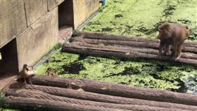 動物園,小鴨,猴子,獵殺,食物鏈,動物,荷蘭,殘忍,啃食,保護 圖／翻攝自YouTube https://parg.co/h9m