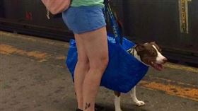 帶狗上紐約地鐵。（圖／翻攝自xtop）