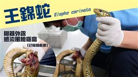 野生動物急救站,王錦蛇,急救站,特生中心