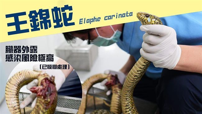 聽過蛇哭嗎？他爆王錦蛇被移籠時在哭
