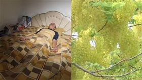 韓國瑜,高雄,異味,豬屎,環保局,阿勃勒樹