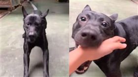 圖／翻攝自臉書社團《米克斯傳奇》