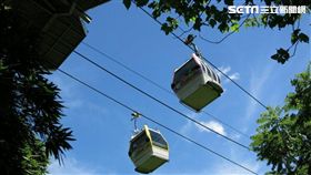 過年,初一,貓纜,生肖,豬,／北捷提供