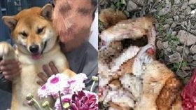 大陸柴犬皮蛋走失遭屠殺肢解。(圖/翻攝自微博)