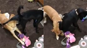 屁孩米克斯坐葛格頭。（圖／翻攝自「米克斯傳奇」FB）