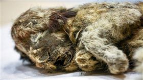 西伯利亞永凍土出土的穴獅幼獅遺體。(圖/翻攝自推特)