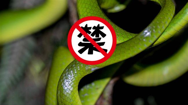 青蛇生殖器顏色「好夢幻」　網友醉了