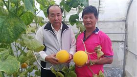 溫室一株一果  許凰誥種出高檔哈密瓜台南市安南區的哈密瓜農許凰誥（右）在28歲時返鄉種瓜，30年來不斷改良種植技術，並挑戰許多不同品種；台南市農業局長李朝塘（左）3日前往果園參觀，讚賞許凰誥種植的哈密瓜是精緻中的極品，值得推廣。中央社記者楊思瑞攝  108年6月3日