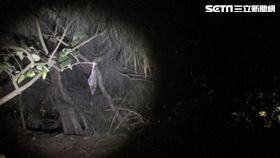 死貓吊樹頭,貓屍,邵柏虎,南寮／邵柏虎提供