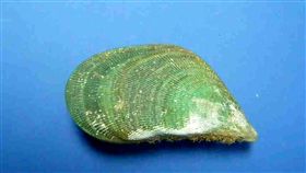 禁採近20年　澎湖孔雀殼菜蛤可望解禁（1）澎湖縣政府農漁局表示，孔雀殼菜蛤狀似掃帚，亦有「掃帚仔」之稱，近年採捕方式改為「摘採」，而非敲打，對珊瑚礁沒有破壞性，最快今年9月可望宣布解禁。（澎湖縣政府提供）中央社　108年6月4日