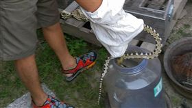 天氣漸熱蛇出沒　盧秀燕指示加強防範天氣漸漸變熱，蛇類出沒增加，台中市長盧秀燕4日在市政會議中指示農業局、民政局及區公所等單位加強防範，她說，台中市從1月到5月底為止，捕蜂捉蛇的通報案件約1305件。（台中市政府提供）中央社記者郝雪卿傳真　108年6月4日