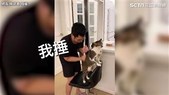 貓咪排隊「鬆一下」　貓奴認命幫按摩