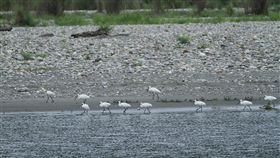 黑面琵鷺救援首例　花蓮累積經驗值日前民眾發現有2隻過境花蓮溪出海口的黑面琵鷺癱瘓在沙洲上，農業處展開救援成為花蓮縣首例，雖然兩隻黑面琵鷺都不幸死亡，但整個救援過程相關單位都獲得寶貴的救傷實務經驗。（花蓮縣政府提供）中央社記者李先鳳傳真　108年6月4日