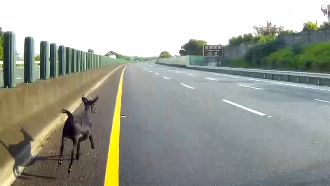 羊闖國道亂竄　警飆粗話斥「不要動」