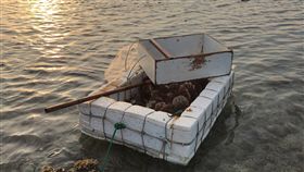 海膽,馬糞海膽,朋友,澎湖,馬糞海膽　圖／翻攝畫面