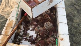 海膽,馬糞海膽,朋友,澎湖,馬糞海膽　圖／翻攝畫面　