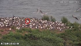 神話之鳥再現蹤　選定北竿鐵尖島繁殖（