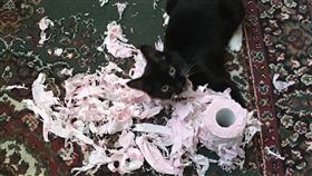 皇上母湯喔！10秒連續貓拳　鏟屎官傻眼看衛生紙瀑布心累（圖／翻攝自推特）