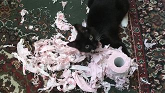 皇上10秒連續貓拳　貓奴看得心很累