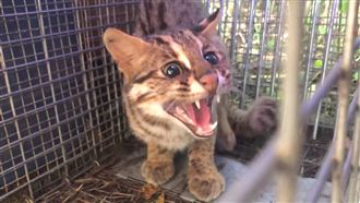 500再減1！又爆石虎寶寶遭路殺