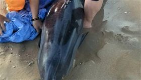 疑遭鯊魚攻擊　澎湖首見條紋海豚身亡（圖／翻攝自澎湖縣政府農漁局臉書）