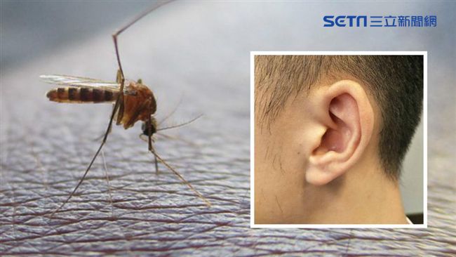 蚊子老愛在耳邊吵人？昆蟲達人說真相
