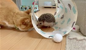 貓,刺蝟,貓拳,嚇跑（圖／翻攝自@tikuwamaru0728 twitter）