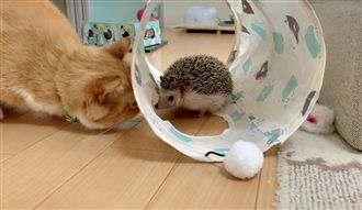 貓咪揍刺蝟反被嚇跑　網笑：每日作死