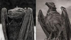 納特龍湖生物遭石化。（圖／翻攝自推特）