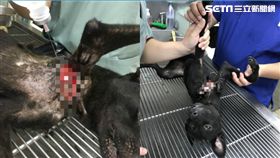 殘忍！項圈狠套幼犬 割爛右前腿腋下…(圖/幸福狗流浪中途協會陳愛媽提供)