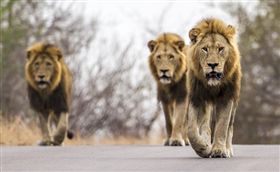 南非,克魯格國家公園,獅子,竄逃（圖／翻攝自推特）
