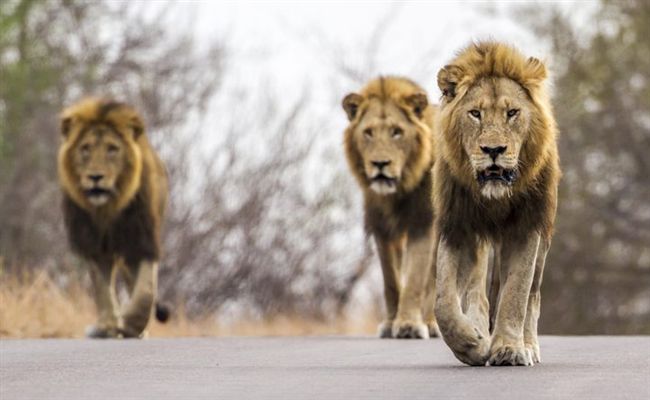 14隻嗜血猛獅逃竄！遭目擊靠近城鎮