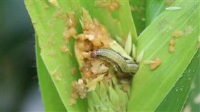 秋行軍蟲（陸稱：草地貪夜蛾）（圖／翻攝自中國農業新聞網）