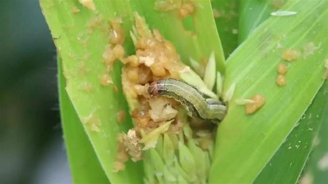 秋行軍蟲入侵…愛水稻玉米恐重創農業