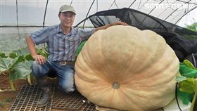 南瓜,新北市,南瓜農,林建訓,新北市農業局,新北市全國大南瓜比賽