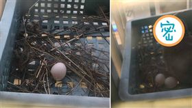 不少人都曾在屋簷或是路樹上看過鳥兒的巢穴，不過有一名男網友表示，他某日在家中陽台的盆栽發現巢穴與2顆鳥蛋，但巢穴看起來「很隨便」，讓他不禁好奇是哪種品種的鳥。照片曝光後，釣出不少內行的網友，紛紛留言：「是斑鳩！」（圖／翻攝自PTT）