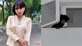 馬來西亞,馬來熊,歌手,開齋節,收養,收傷,照顧,狗,飢餓,保育,動物,熊　圖／翻攝自臉書