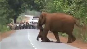 大象叼著死去的小象。（圖／翻攝自ParveenKaswan 推特）