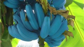 爪哇藍蕉。(圖/翻攝自推特)
