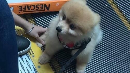懶抱愛犬搭扶梯！下秒小腳捲入狂噴血