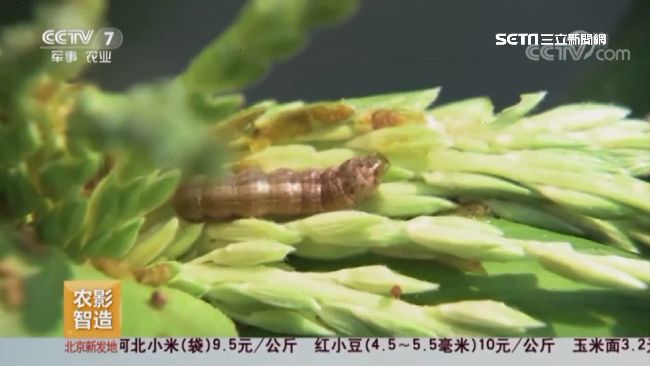 驚見秋行軍蟲？農業處：還需生物鑑定